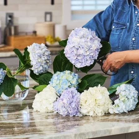 How to Keep Cut Flowers Fresh